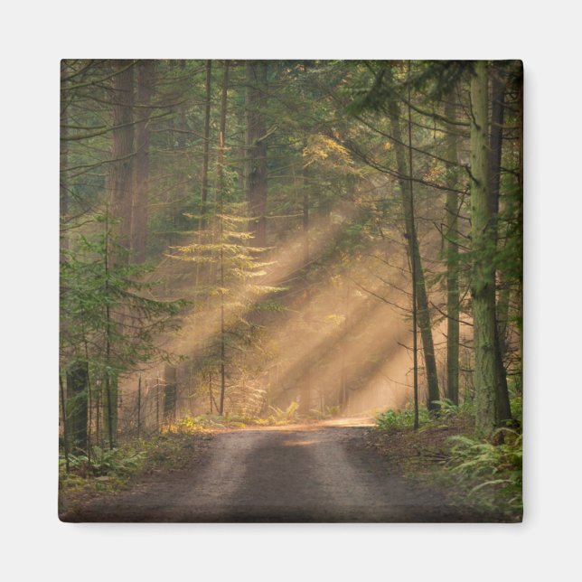 Aimant Lumière du soleil à travers la forêt (Devant)