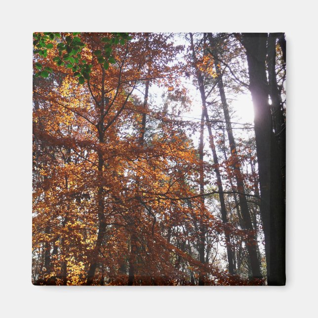 Aimant Lumière du soleil à travers un arbre en automne à  (Devant)