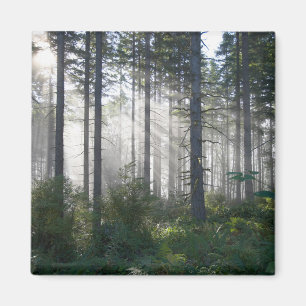 Aimant Lumière du soleil traversant une forêt brumeuse