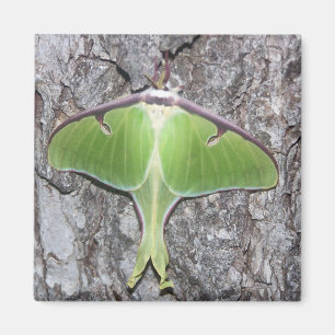 Aimant Luna Moth