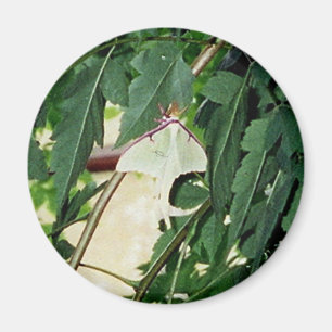Aimant Luna Moth