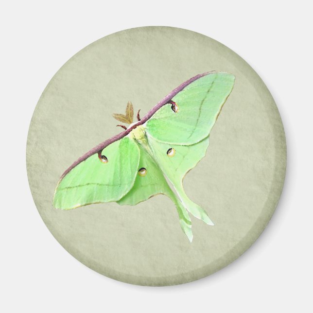 Aimant Luna Moth (Devant)
