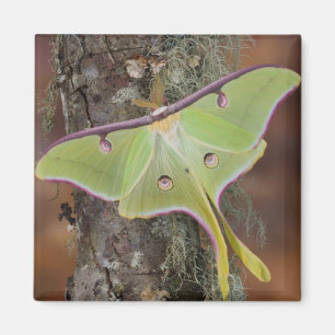 Aimant Luna Moth en soie
