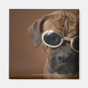 Aimant Lunettes de soleil de port 3 de chien