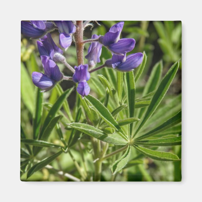 Aimant Lupine argenté (Devant)