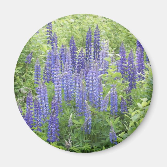 Aimant Lupine sauvage (Devant)