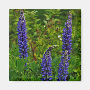Aimant Lupines