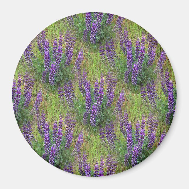 Aimant Lupines Galore... (Devant)