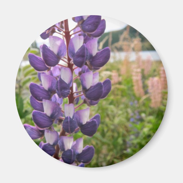 Aimant Lupins pourpres (Devant)