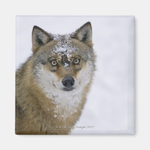 Aimant Lupus de Canis, regardant l'appareil-photo,