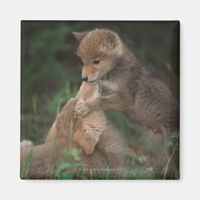 Aimant Lutte contre les coyotes (Canis Latrans) (Devant)