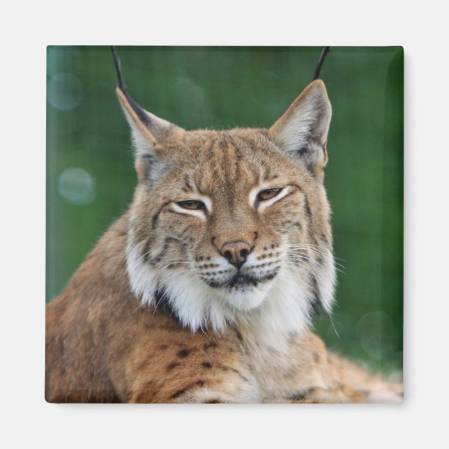 Aimant Lynx / Chat sauvage (Devant)