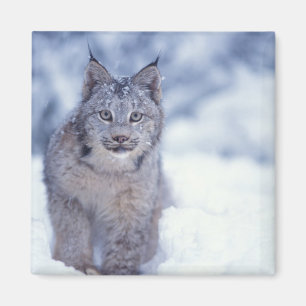 Aimant Lynx dans la neige au pied des collines