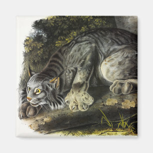 Aimant Lynx du Canada (Lynx Canadensis) (Lynx du Canada)