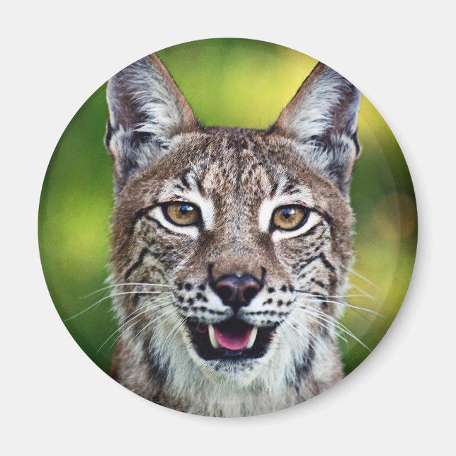 Aimant Lynx sibérienne souriante (Devant)