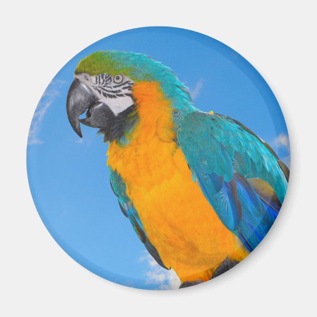 Aimant Macao bleu et jaune (Devant)