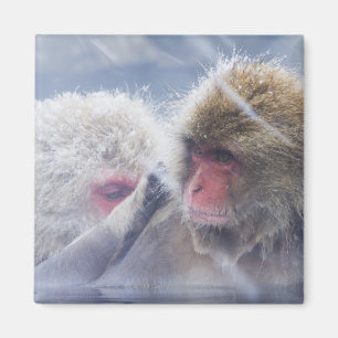Aimant Macaques japonais (fuscata de Macaca) se