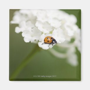 Aimant Macro image de Ladybird sur une fleur sauvage