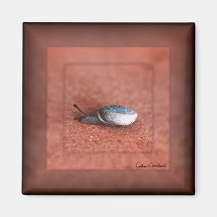 Aimant Macro Photographie d'Escargot sur Terre Cuite