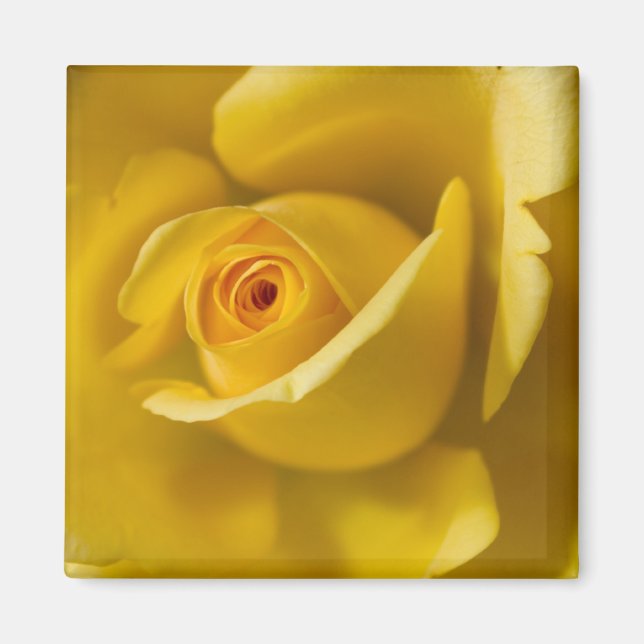 Aimant Macro Rose jaune (Devant)