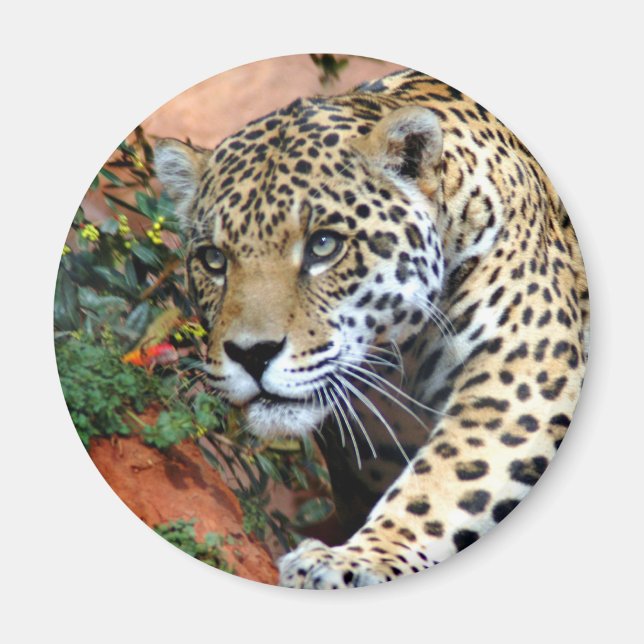 Aimant Macro Stalking Leopard (Devant)