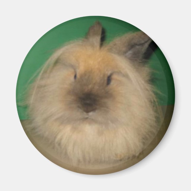 Aimant Mad Bunny (Devant)