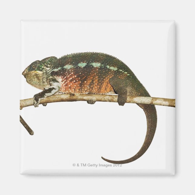 Aimant Madagascar 2 (Devant)