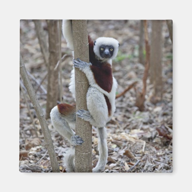 Aimant Madagascar, réserve d'Ankarafantsika ; Ampijoroa ; (Devant)