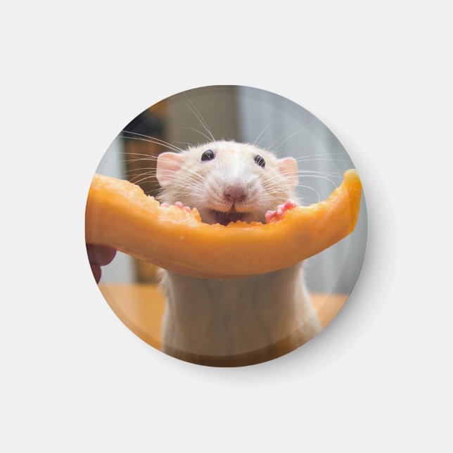 Aimant Magnat Canaloop de la souris Marty (Devant)