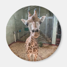 Magnat de briseur de coeur