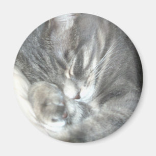 Aimant Magnat de chat couché