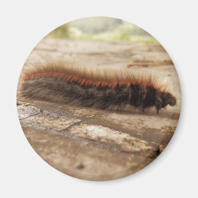 Aimant Magnat de chenille Fox Moth (Devant)