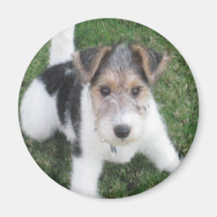 Aimant Magnat de chiot Terrier