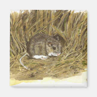 Aimant Magnat de la souris de champ