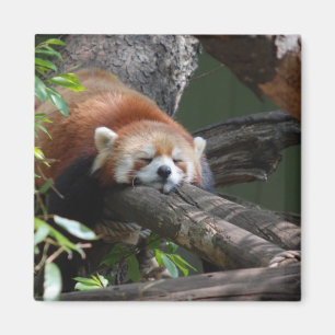 Aimant Magnat de l'ours du panda couché