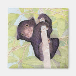 Aimant Magnat de l'ours solaire