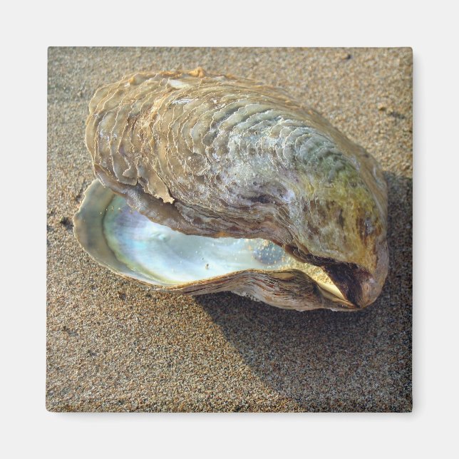 Aimant Magnat de plage de sable de coquillage de moules (Devant)
