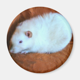 Aimant Magnat de rat blanc de boule de neige