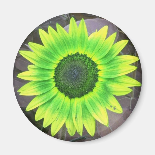 Aimant Magnat de tournesol jaune N vert (Devant)