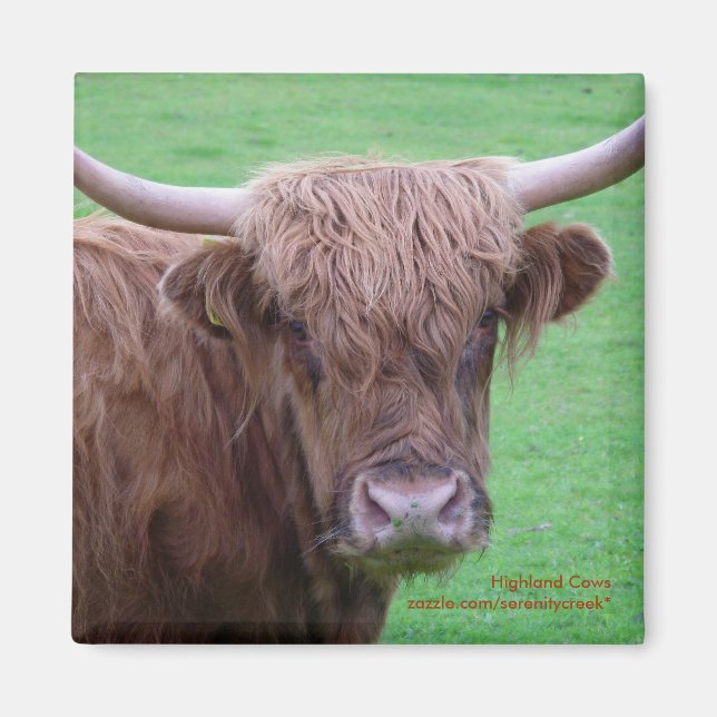 Aimant Magnat de vache Highland (Devant)