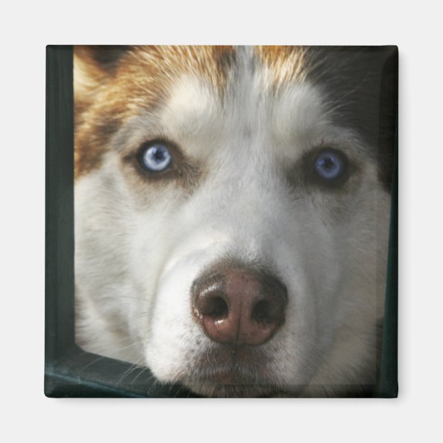 Aimant Magnat des yeux de chiot (Devant)