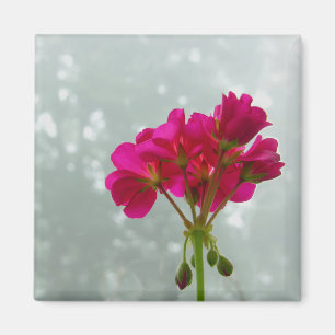 Aimant Magnat d'image en géranium rose