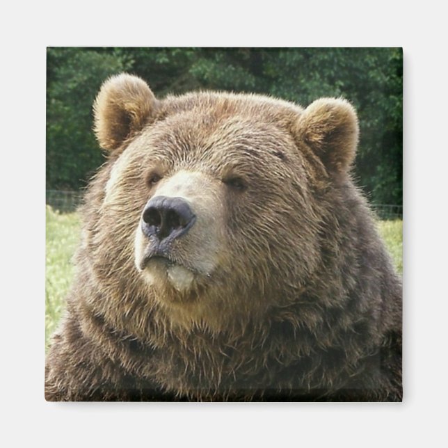 Aimant Magnat d'ours Brown (Devant)