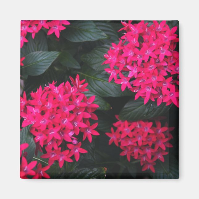 Aimant Magnat en grappe égyptien (Devant)