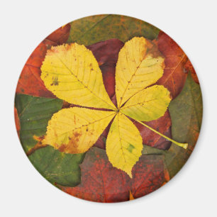 Aimant Magnat feuille d'automne