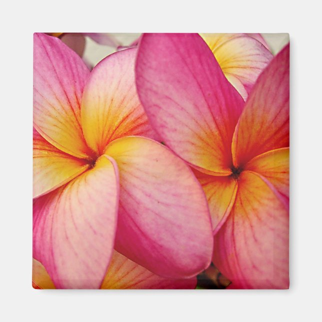 Aimant Magnat Hanna Pink Glow Plumeria (Devant)