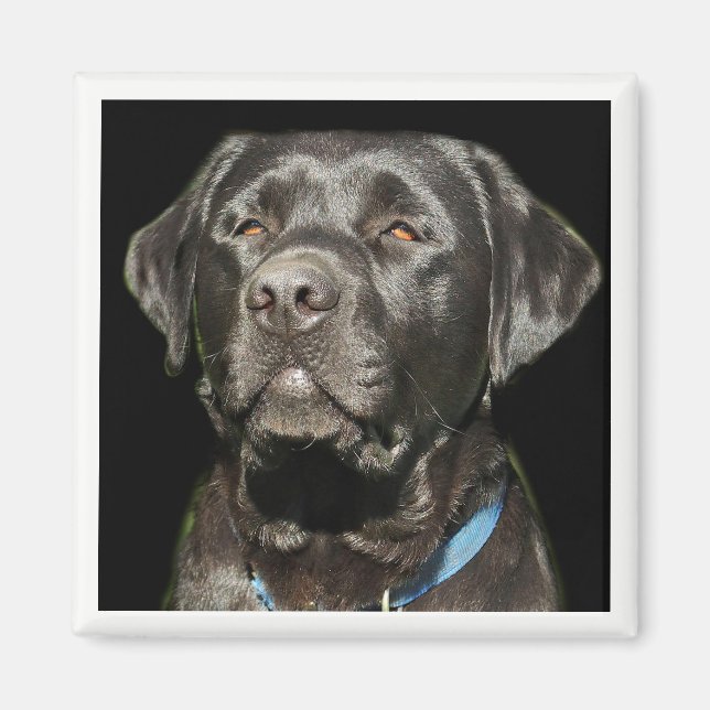 Aimant Magnat Labrador Retriever (Devant)