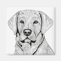 Magnat Labrador Retriever