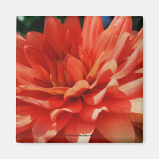 Aimant Magnat photo à fleurs Red Dahlia