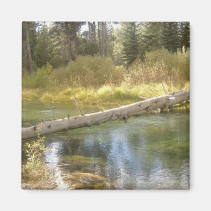 Aimant Magnat photo Tree Creek